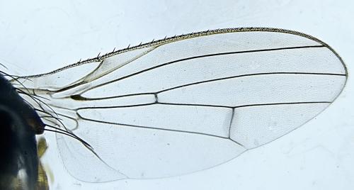 Réf. 335 565 : Tephrochlamys tarsalis